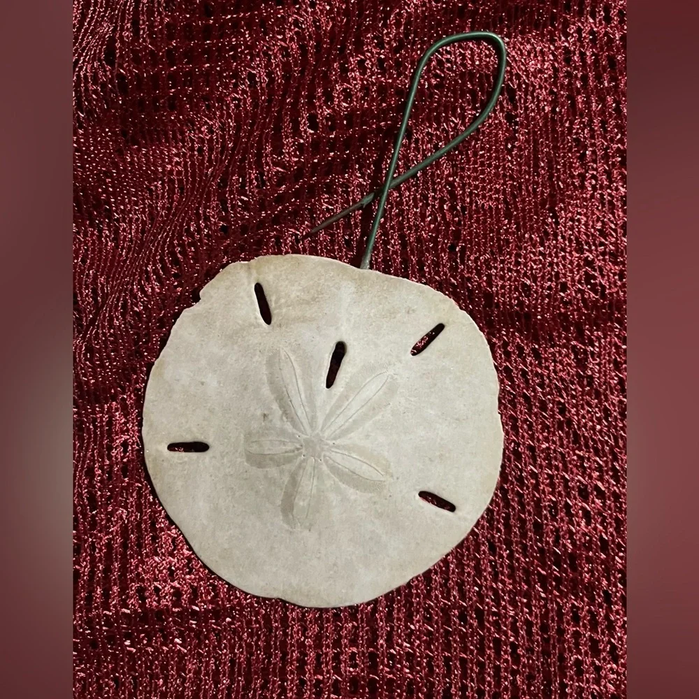 Collection of  Sand Dollars - Picture 5 of 10